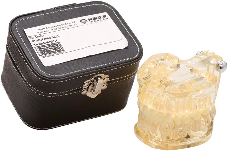 Studienmodell Transparent
